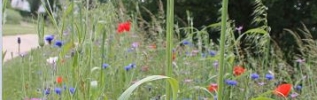 A Soirans, un jardin, même tout petit, c'est la porte du paradis.