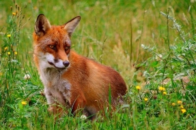 Bientôt le Parc National des Forêts de Champagne et Bourgogne ? 