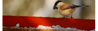 L'hiver et ses frimas, dur pour les hommes, impitoyable pour les oiseaux !