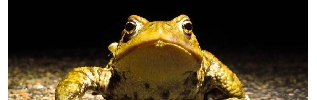 Enquête : les amphibiens sur les routes...