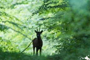 Le Parc national Champagne Bourgogne prépare la saison touristique 2019 avec ses partenaires.