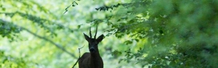 Le Parc national Champagne Bourgogne prépare la saison touristique 2019 avec ses partenaires.