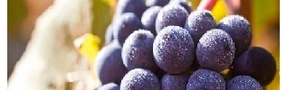 Millésime 2017 : toute l'élégance de la Bourgogne