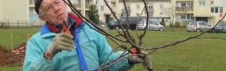 Une forêt comestible à Chenôve 