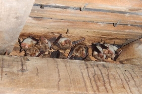 Avez-vous vu des chauves-souris chez vous ?