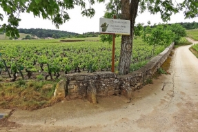 Balade au coeur des Grands Crus