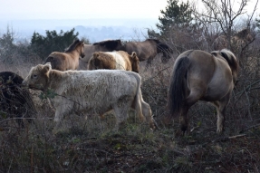 Sur le plateau de Chenôve, vaches, ânes et chevaux restaurent les pelouses incendiées !