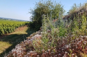 Climats et biodiversité dans les vignes