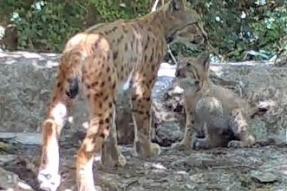 Première preuve de reproduction de Lynx en Côte-d'Or, espèce disparue de Bourgogne vraisemblablement vers le XVIIIe siècle