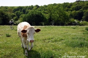 Les éleveurs Côte-d'Oriens du Parc national de forêts invités à participer à un réseau de suivi des prairies 