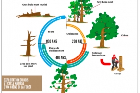 "Racine ²", le livret éducatif indispensable aux écoles pour tout connaître sur le Parc national de forêts
