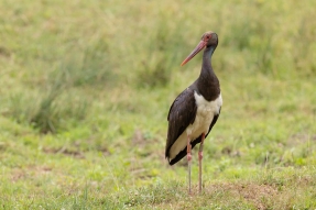 La Cigogne noire Divona a été retrouvée morte en Espagne