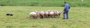 Prédation : 22 organisations agricoles alertent une nouvelle fois sur les conséquences dramatiques causées par les attaques de loup