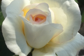 La Rose Côte-d’Or : un emblème floral au service de l’attractivité territoriale