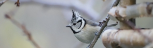 Le Parc national de forêts organise les Conférences de clôture de deux Atlas de la biodiversité communale