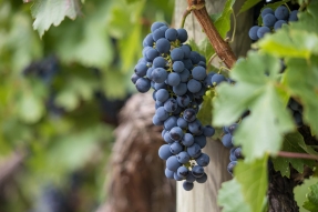Hospices de Beaune : immersion au coeur des Climats de Beaune 1er cru