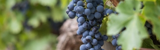 Hospices de Beaune : immersion au coeur des Climats de Beaune 1er cru
