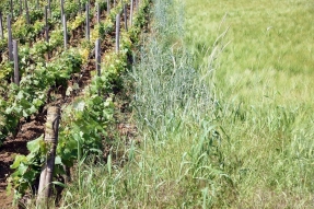 15,5 millions d'euros pour l'agriculture côte-d'orienne