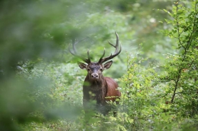 Trois zones de quiétude pendant le brâme du cerf dans le Parc national de forêts 