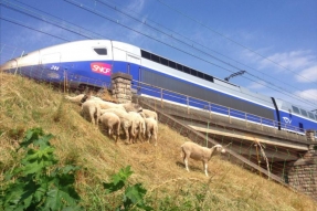 ECO-PATURAGE A DIJON :  UNE 1ERE SUR LE RESEAU SNCF EN MILIEU URBAIN