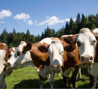 La Bourgogne-Franche-Comt&eacute; au 53e salon international de l'agriculture