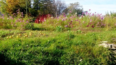 REGION BOURGOGNE APPEL A PROJET PROTECTION DU BOCAGE
