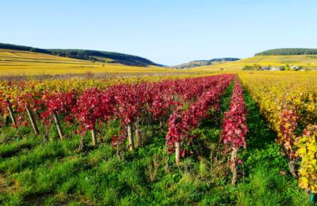 REGIONALES 2015 ECHO DES COMMUNES