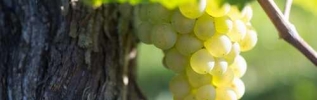 Vendanges en Bourgogne : 2019 s'annonce digne des millésimes en 9