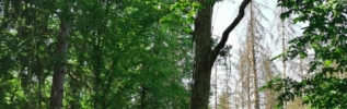 La Parc national de forêts lance un questionnaire sur la perception des changements climatiques