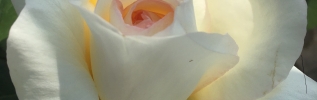 La Rose Côte-d’Or : un emblème floral au service de l’attractivité territoriale