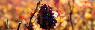 Les vins de Bourgogne se portent bien