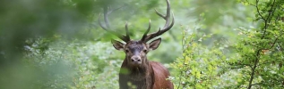 Trois zones de quiétude pendant le brâme du cerf dans le Parc national de forêts 