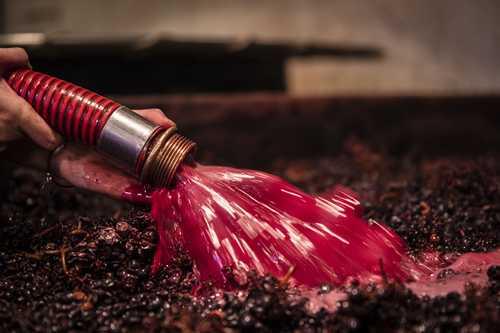 Vendanges en Bourgogne : 2019 s’annonce digne des millésimes en 9 Vendanges en Bourgogne : 2019 s’annonce digne des millésimes en 9