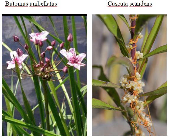 labellisation du r&eacute;servoir de Cercey en espace naturel sensible ENS